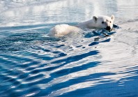 Eisbr schwimmt in Eisblauen Wasser